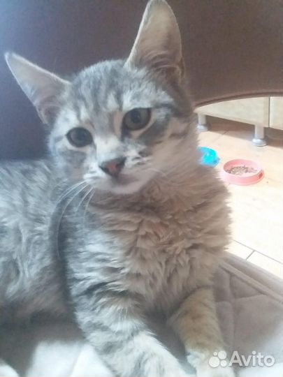 Кошки