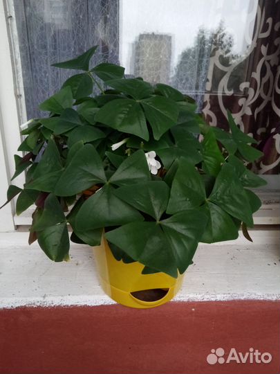 Продам цветы комнатные