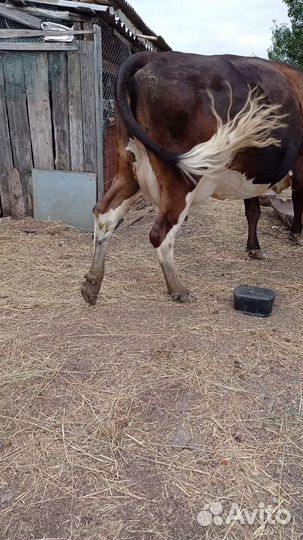 Коровы и телята