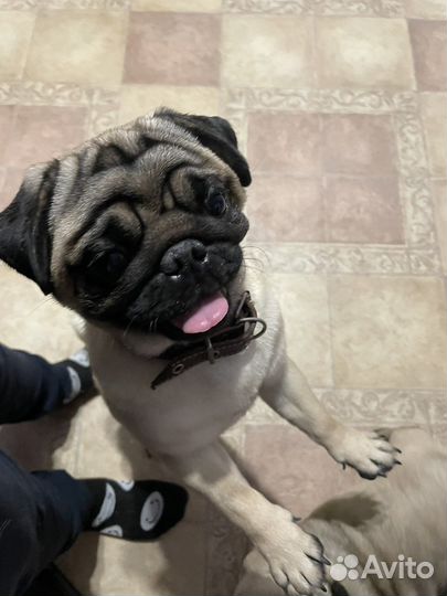 Мопс вязка мальчик