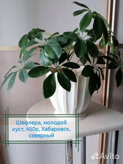 Монстера манки, Сингониум