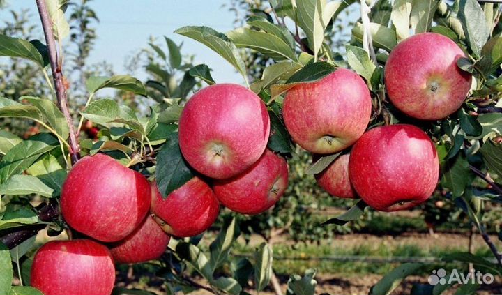 Яблоня Апорт Алма-Атинский Саженцы