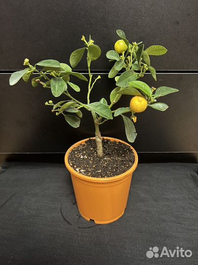 Цитрус кумкват