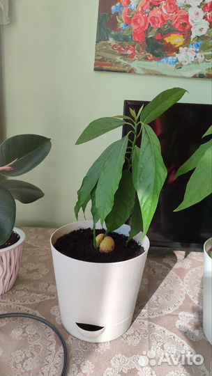 Авокадо растение