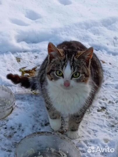 Котята в добрые руки бесплатно