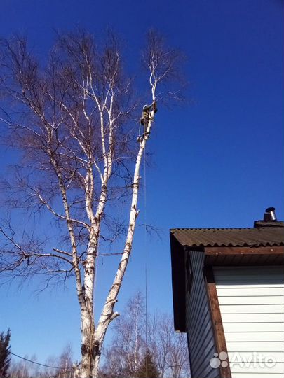 Спил деревьев