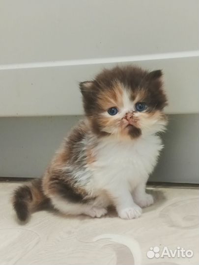 Шотландская кошечка