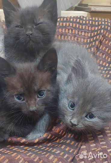 Кошки