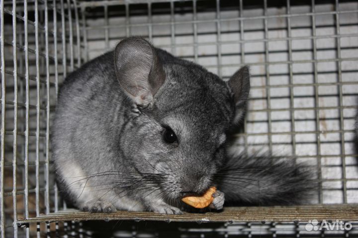 Шиншиллы / питомник