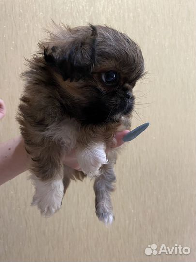 Щенки пекинеса