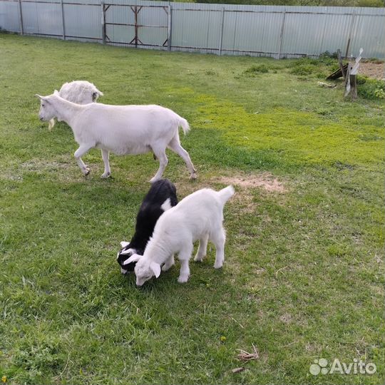 Продам козликов