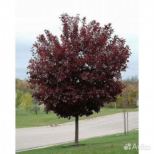 Черёмуха виргинская Шуберт