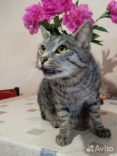 Кот в добрые руки