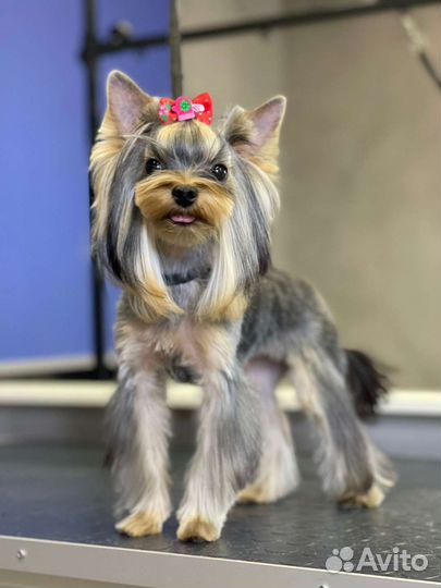 Услуги грумера. Стрижка собак