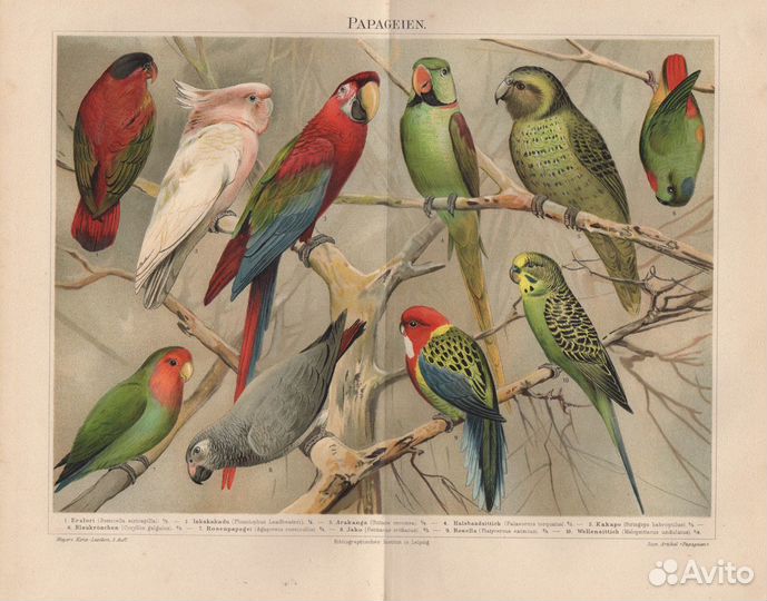 Гравюры. Птицы. Попугаи. 19 век