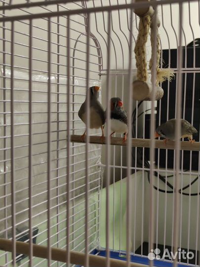 Амадины с клеткой