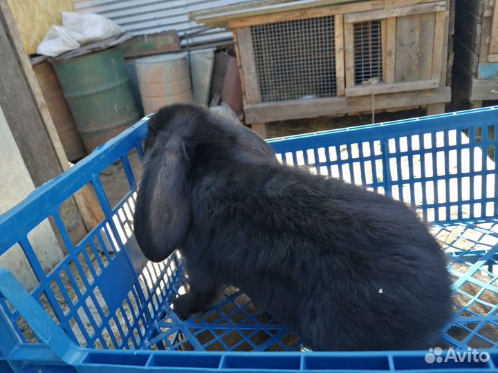 Кролики породы французский баран