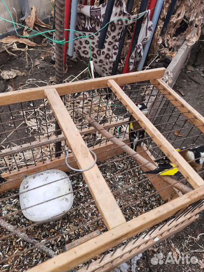 Лесные певчие птицы