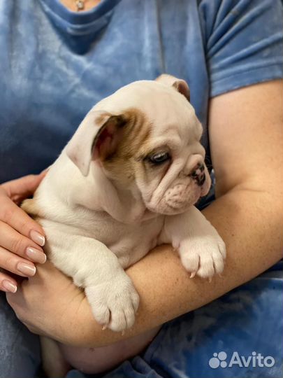 Английский бульдог девочка