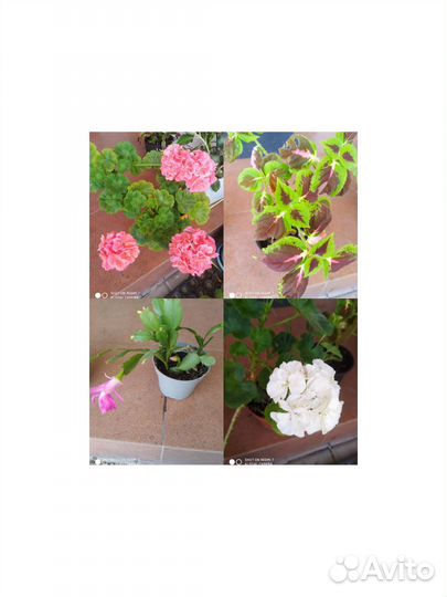 Герань пеларгония оранжевая и белая