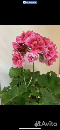 Пеларгония. Список