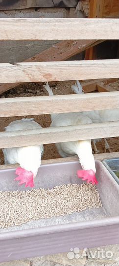 Куры несушки