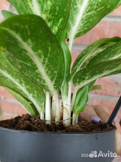 Аглаонема лимон минт