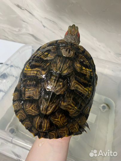 Черепаха