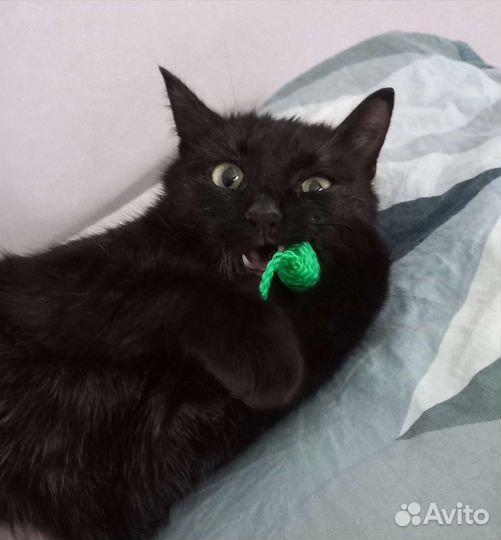 Маленькая чёрная пантера ищет дом