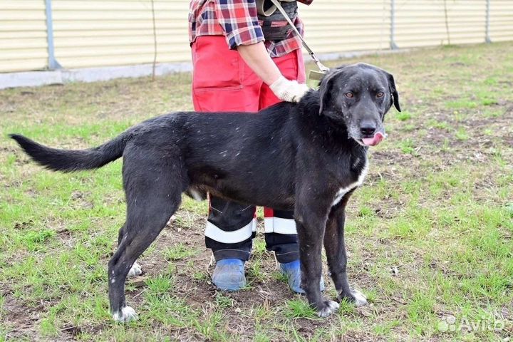 Брут - охранник, помощник и друг