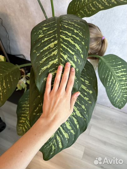 Диффенбахия