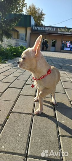 Чихуахуа девочка