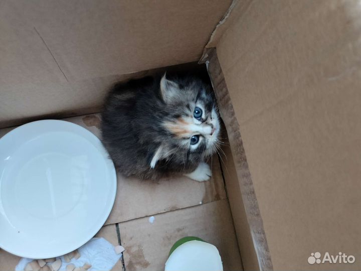 Котята в добрые руки бесплатно