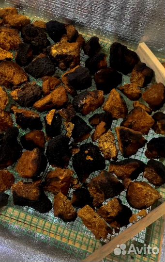 Чага кусковая и молотая