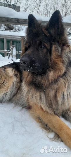 Немецкая овчарка вязка кобель