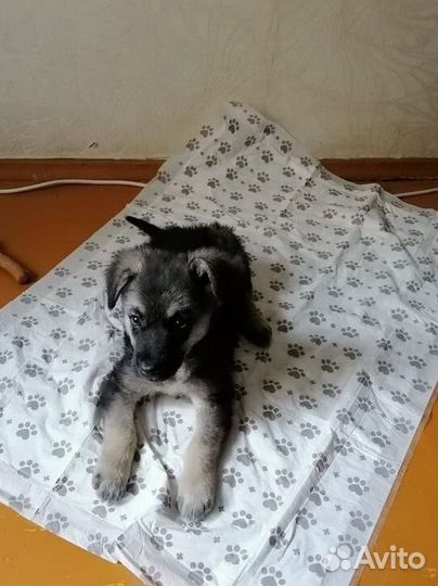 Щенок дворняги