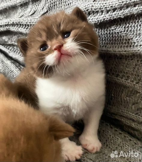 Британский котёнок шоколад биколор