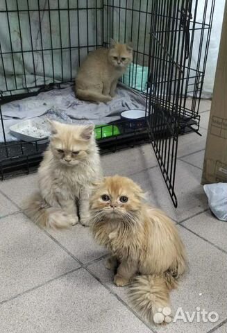 Рыжие бедолаги котята персы ищут добрых людей объявление продам