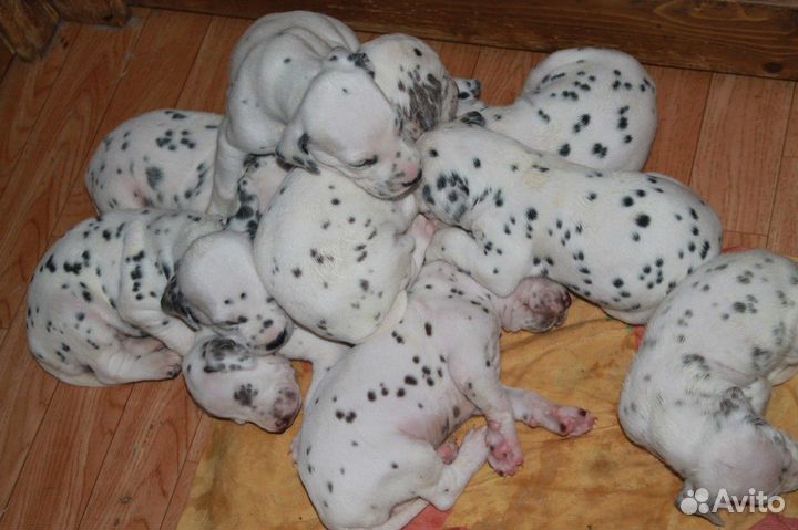 Далматинец щенок