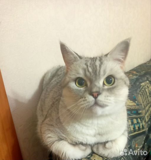 Британская кошка вязка