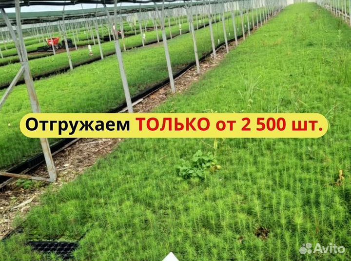 Саженцы сосны обыкновенной зкс оптом