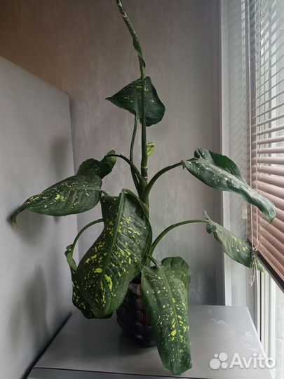 Диффенбахия