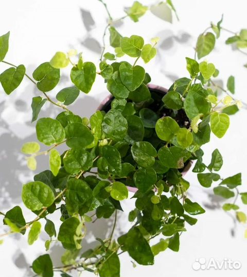 Комнатные растения цветы