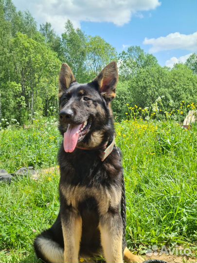 Подрощенные девочки немецкой овчарки