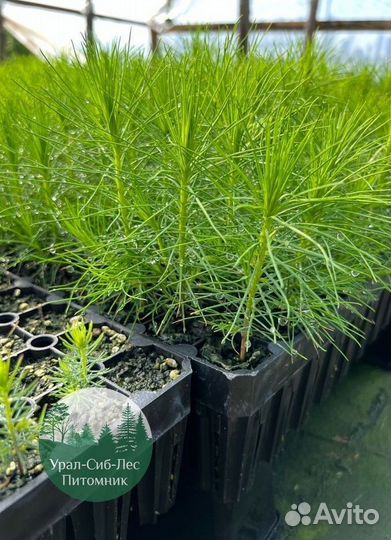 Сеянцы зкс Сосна окс Ель Лиственница Горная