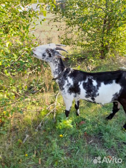 Англонубийские козы