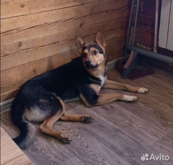 Молодой пёс Юрчик в добрые руки