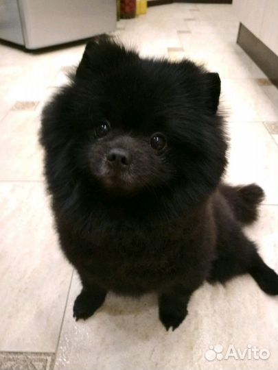 Стрижка йорков, мальтезов и гриффонов