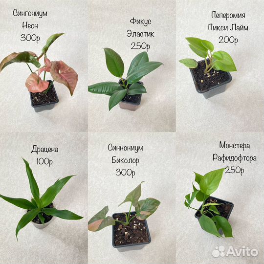 Комнатные растения