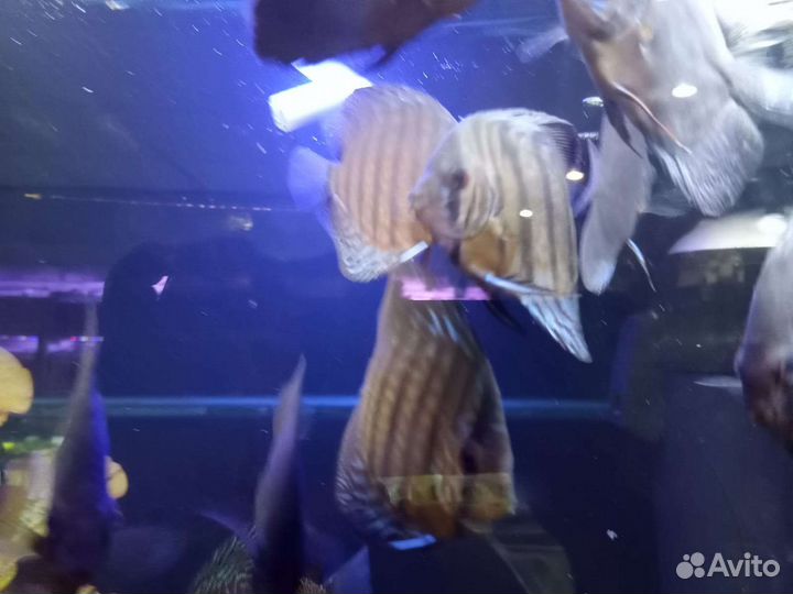 Дискус коричневый ассорти Аквариумные рыбки